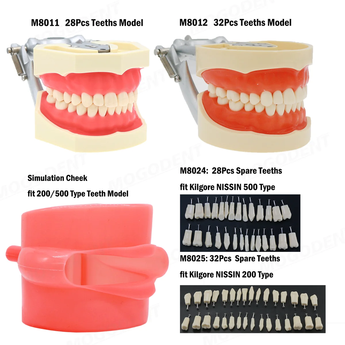 28/32 Teeth Model Dental Teaching Model Rubber Simulation Cheek Fit Kilgore Nissin 200/500 Type Dentist Practice Studying