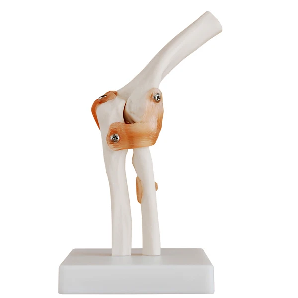

Life-Size Educational Anatomical Human Elbow Joint Model