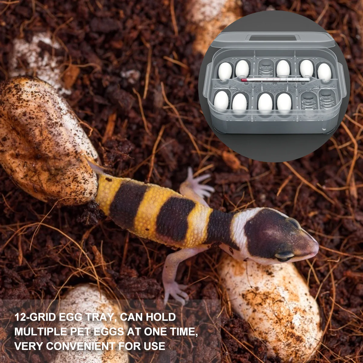 

Reptile Breeding Box Double Layer Hatching Container For Lizard Snake Incubation Durable Lightweight Storage Grid Reusable