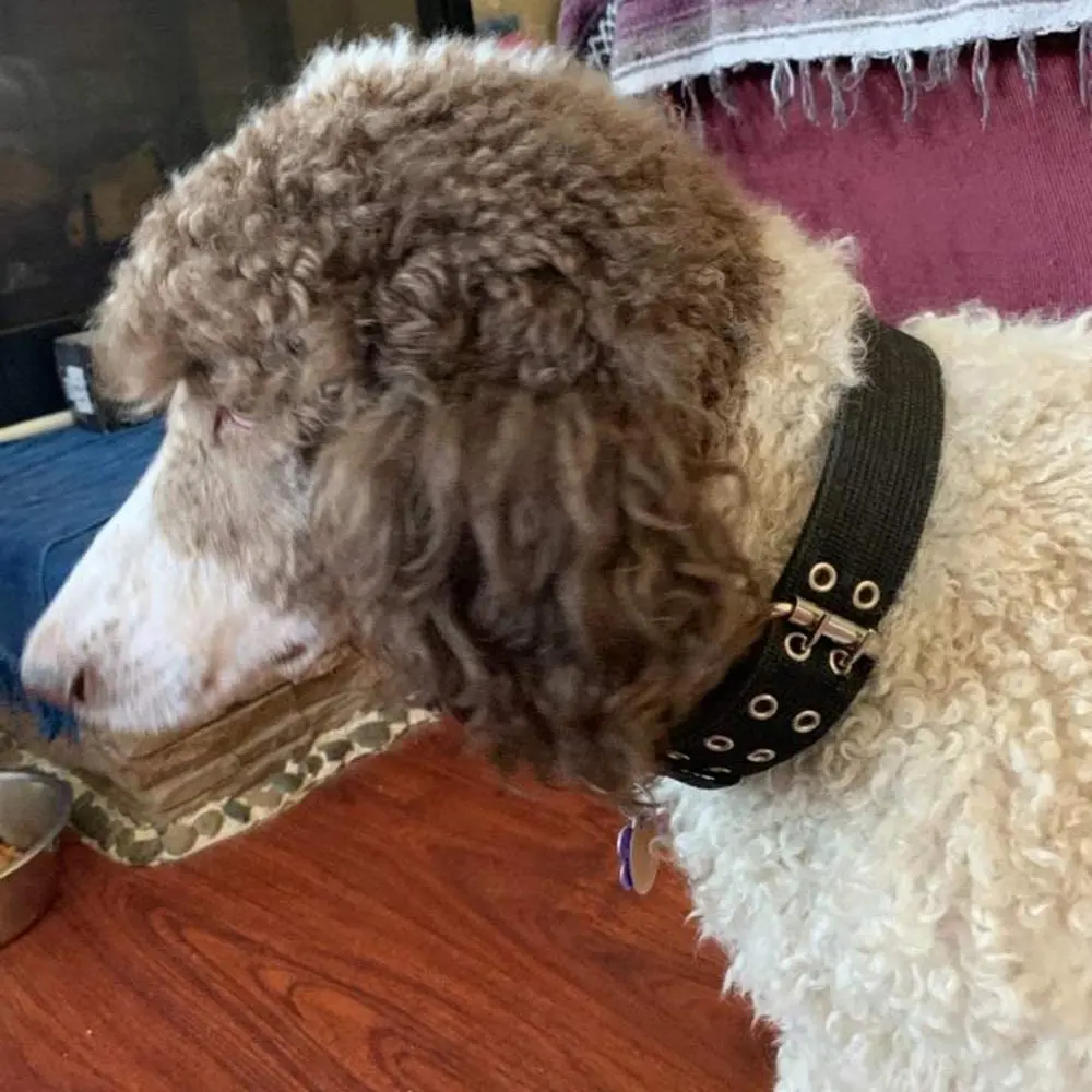 Coleira militar larga e grossa para cães grandes, coleira tática de nylon forte ajustável para animais de estimação com fivela de metal de 2 fileiras