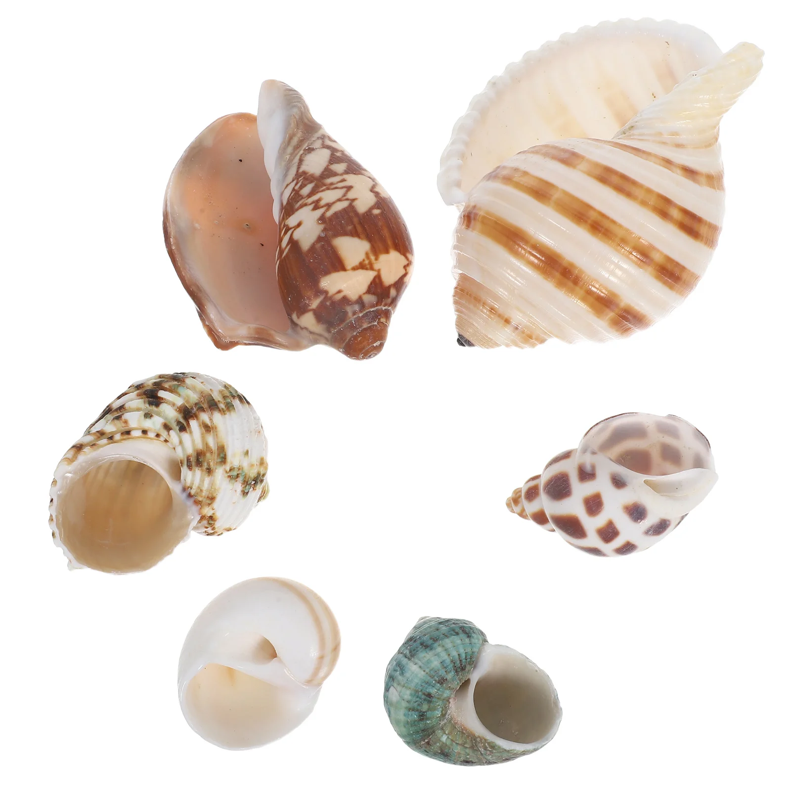 

6Pcs Natural Sea Shells for Aquarium Decoration Fish Tank Accessories Conch Shell Habitat for Hermit Crabs Underwater Scene