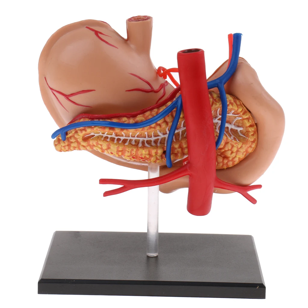 2:3 menschlichen Magen & Bauchspeicheldrüse Organe Medizin Anatomisches Modell Anatomie Wissenschaft Lernen