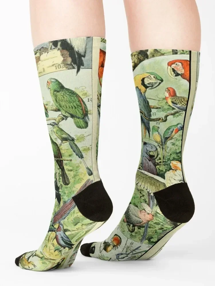 Adolphe Millot Oiseaux A Socks cotton compression Stockings man Running Male Socks Women's