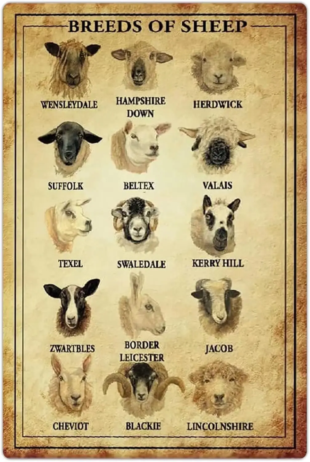 8x12 IN Breeds Of Sheep Metal Tin Signs Sheep Knowledge Retro Posters Ranch Infographic Plaque Decoration Herders Home Farmhouse