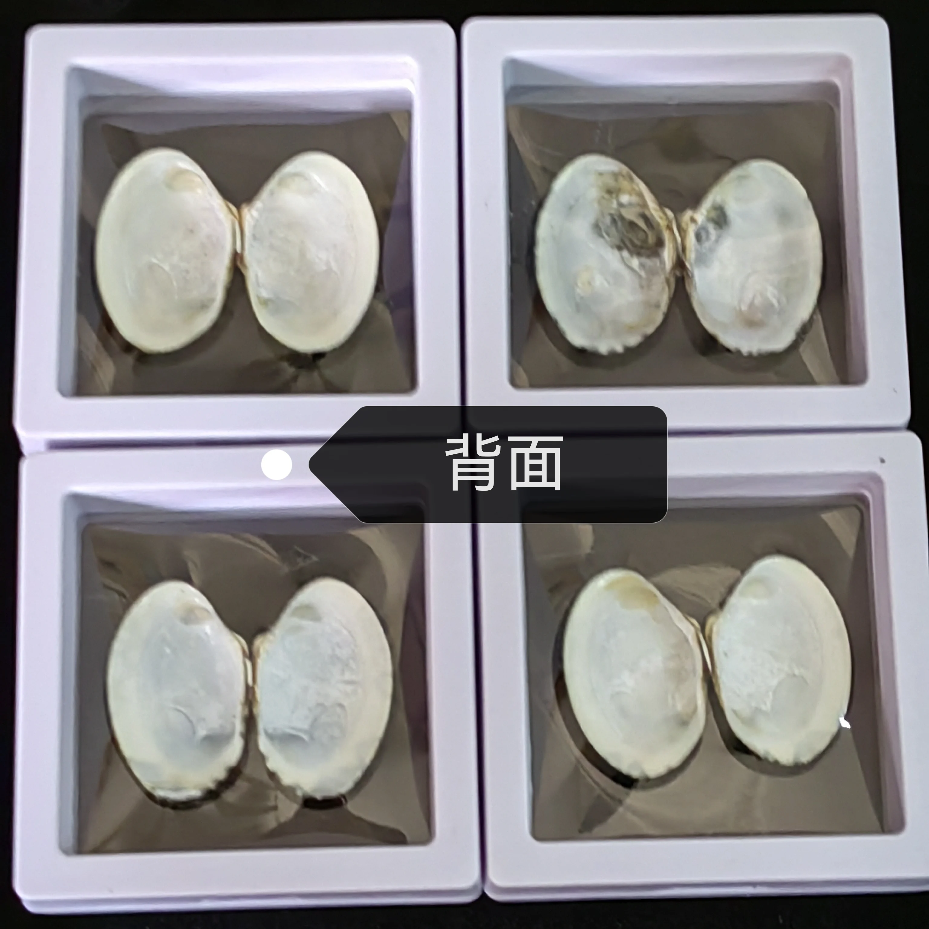 Natural Shell Conch Scallop Pattern Clam Pearl Oyster Fish Tank Aquarium Decoration