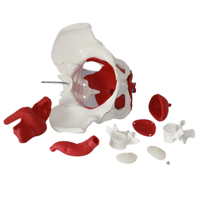 Magnetics Female Pelvic Perineum Anatomy Model, Removable Organs Pelvic Floor Muscle Teaching Model