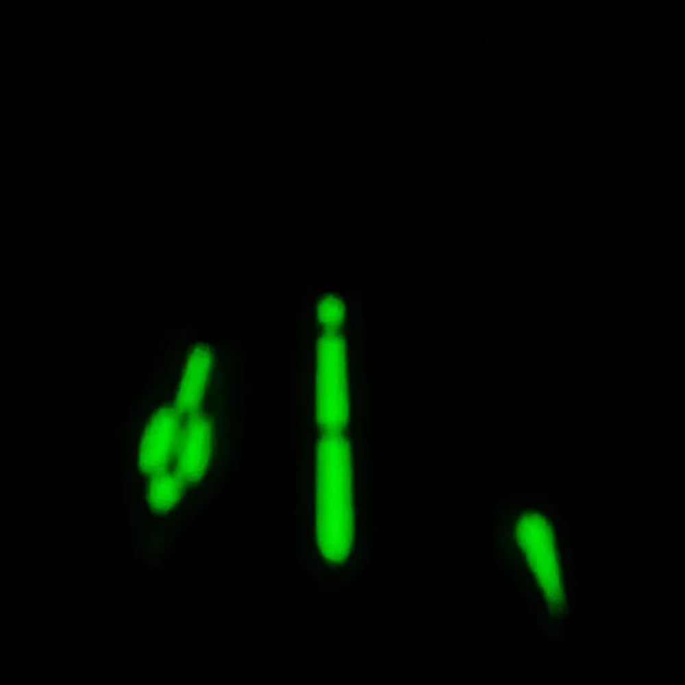 ساعة ريتشوس NH35 فضي/أسود/ذهبي/ذهبي وردي عقارب خضراء مضيئة تناسب حركة NH35 NH36