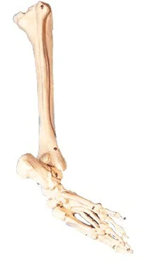 

Foot Bone, Fibula and Tibia Model Medical Science Simulator Educational Study Assistance Teaching Aids for Middle School