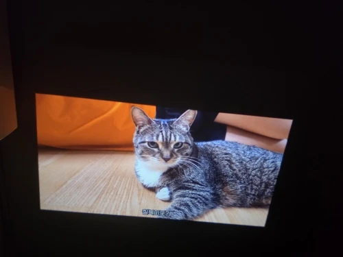 구매후기