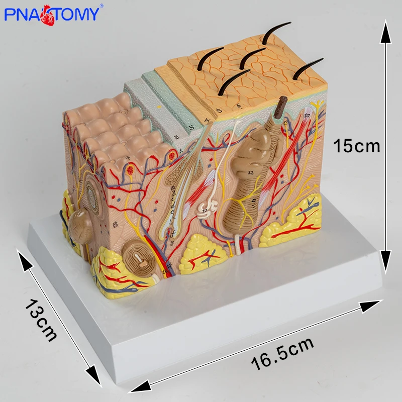 

Enlarged Human Skin Structure Model Plastic Hair Layer Structure Anatomical Model Medical Teaching Tool with Manual Skin Tissue