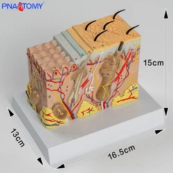 Powiększony model struktury ludzkiej skóry Plastikowy model struktury warstwy włosów Model anatomiczny Medyczne narzędzie dydaktyczne z ręczną tkanką skórną