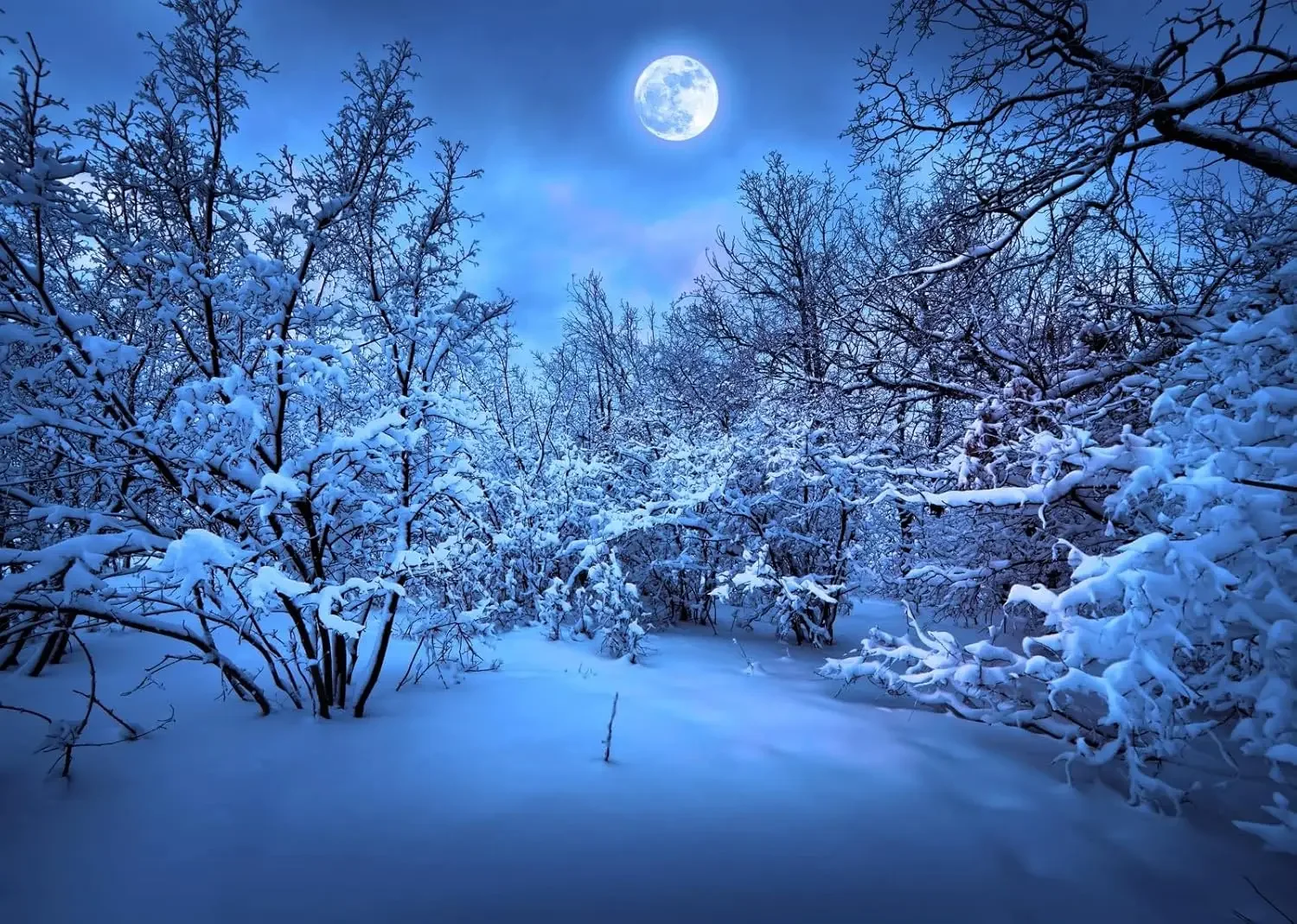 Snow Forest Backdro…