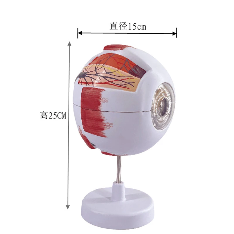 Human eye anatomy model, 6 times, Ophthalmology, eyeball, internal structure, cornea, iris, vitreous lens