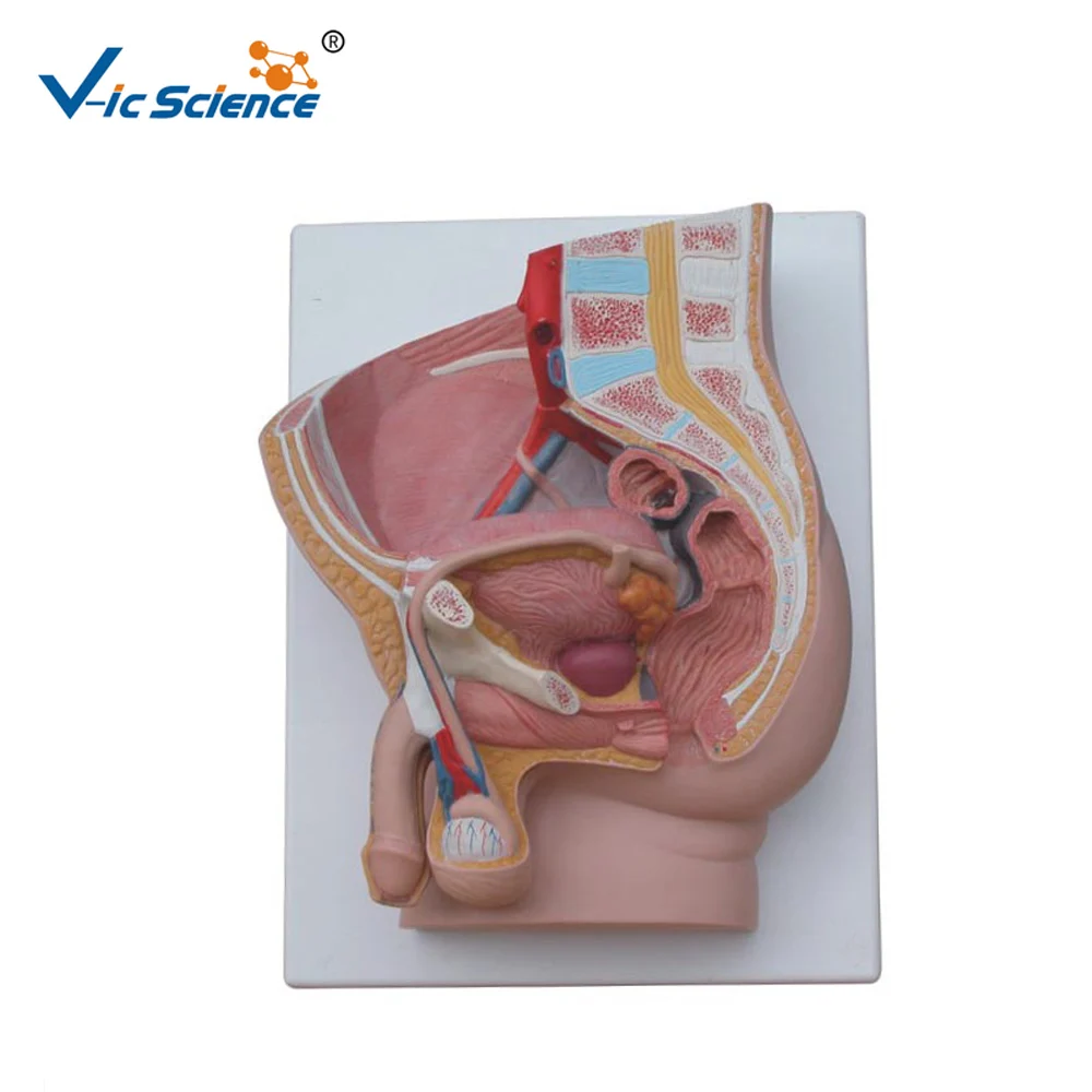 

Human Male Pevis Section (2 part) Model