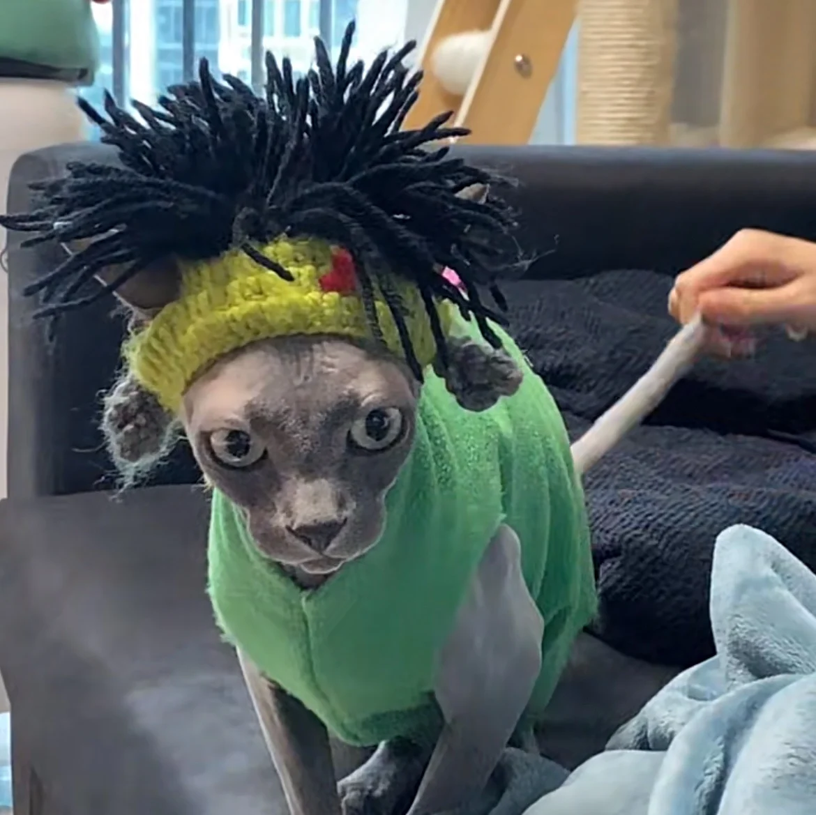 

Забавная шапка-костюм для собак породы Сфинкс в стиле панк, декоративная трансформирующаяся шапка для домашних животных, универсальный размер