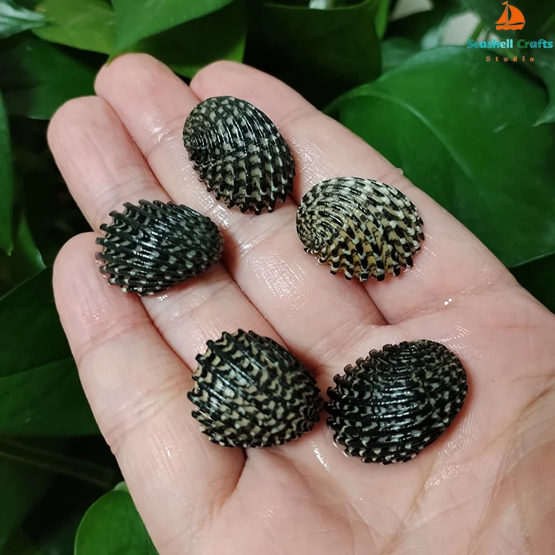 Mini Conchas Pretas Natural Nerita Exuvia Seashell para o espécime, DIY Paisagem do aquário, Ocean Nautical Home Decor, 2cm-2.5cm, 5 Pcs