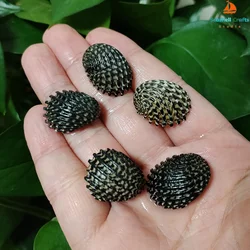 5 PCS Mini Black Shells Natural Nerita Exuvia Seashell For Specimen DIY Aquarium Landscape Ocean Nautical Home Decor (2cm-2.5cm)