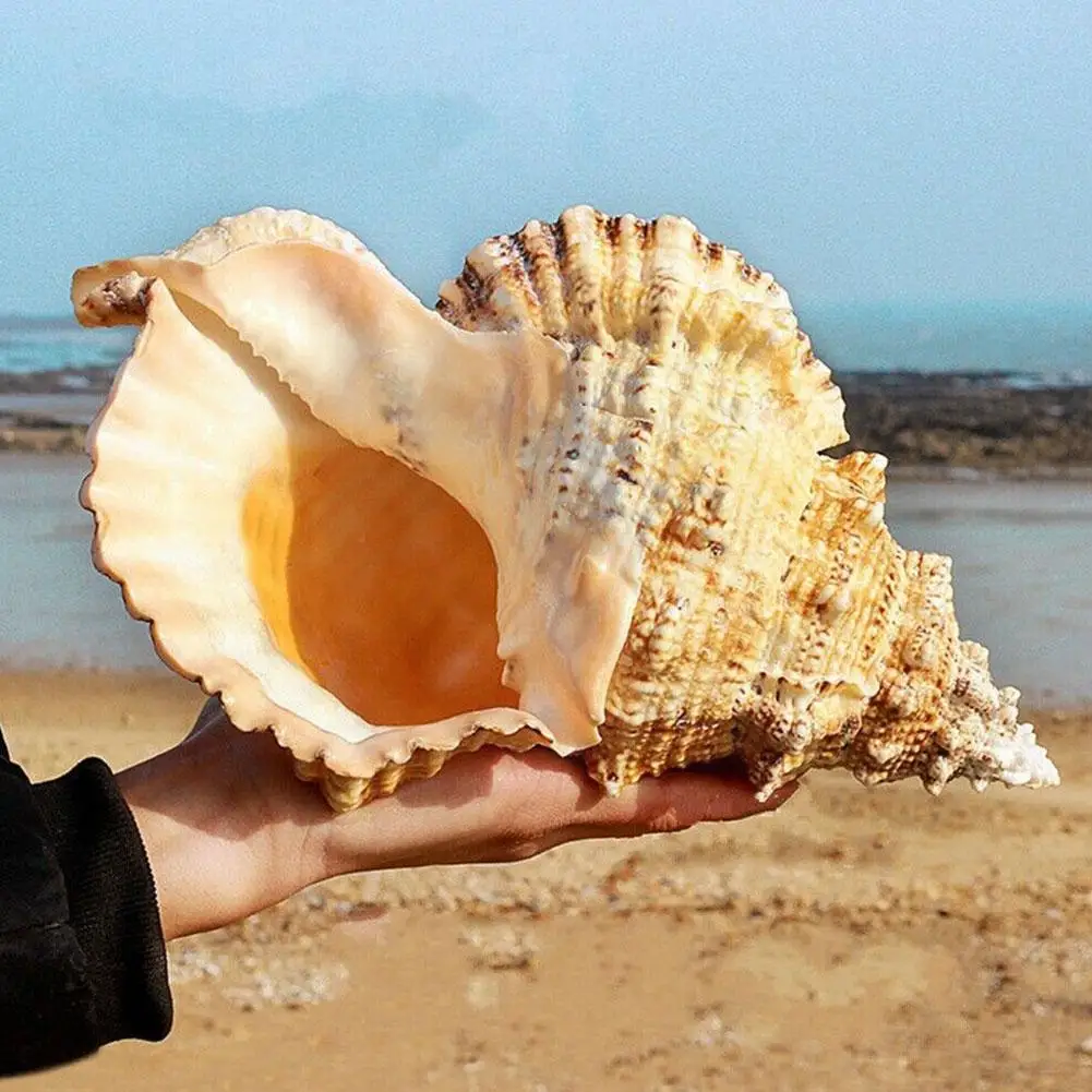 Big Conch Shell Furnishing Marine Decoration Sea Conch Ornaments Natural Shell Wedding Great Party Gift Decoration Festival U7V6