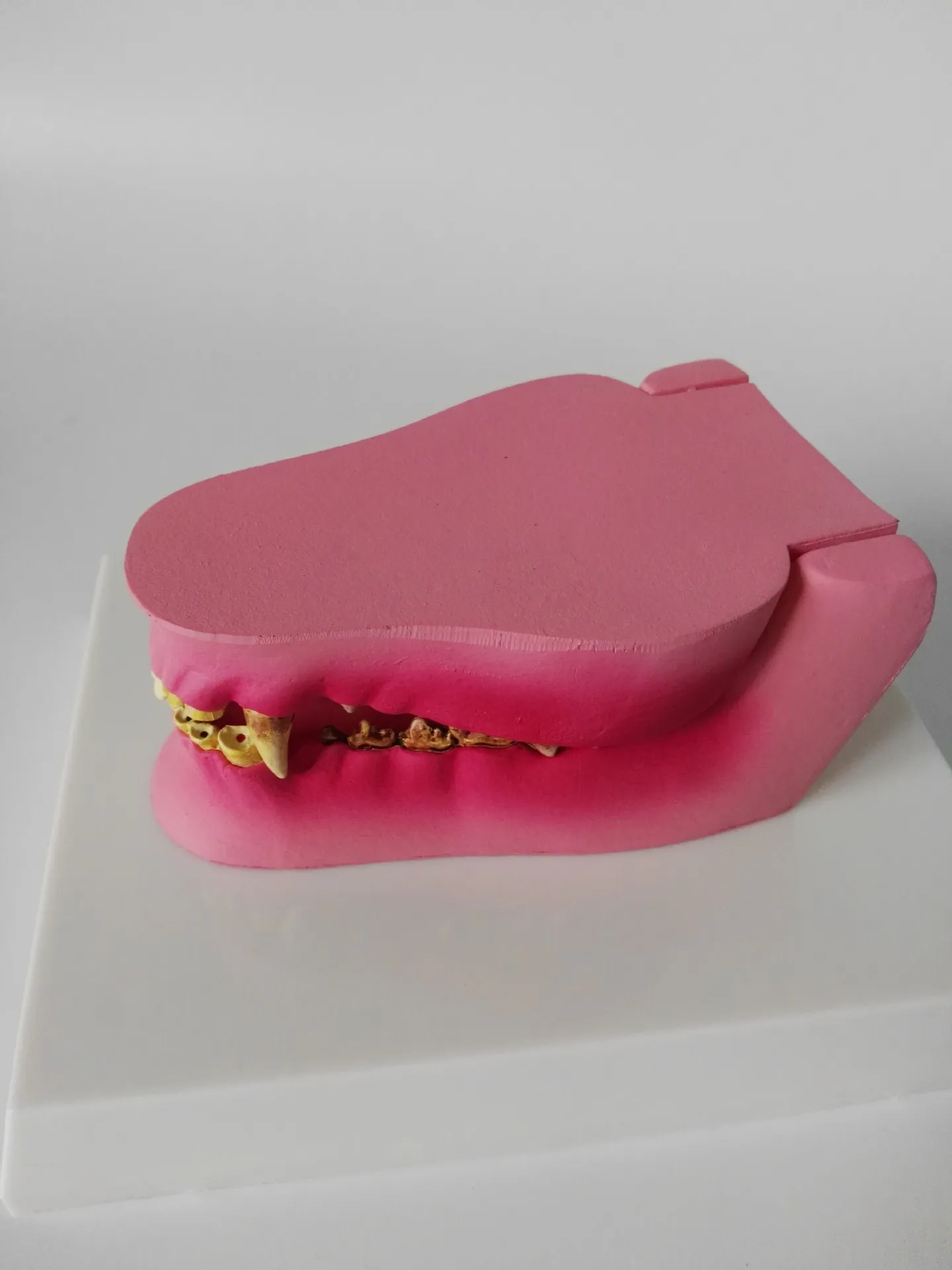 Модель ветеринарной анатомии для собак