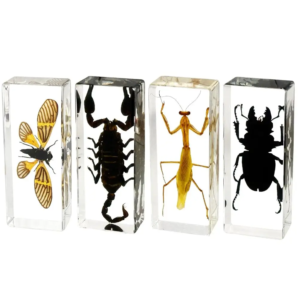 

4pc Large Real Insect Encased in Resin - Praying Mantis, Stag Beetle, Tiger Cicada, Black Scorpion for Science Displays & Unique