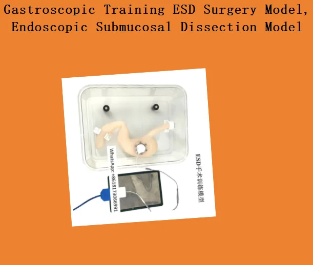 Gastroscopic Training ESD Surgery Model, Endoscopic Submucosal Dissection Model
