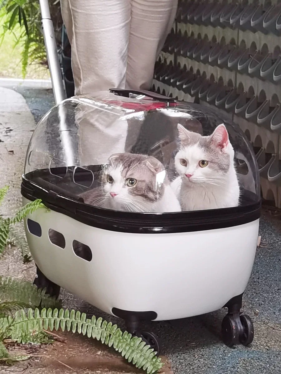 Haustier Trolley Katze Tasche Tragbare Katze Tasche Für Ausgehen Doppel Katze Haustier Kinderwagen Transparent Koffer Mit Großen Raum