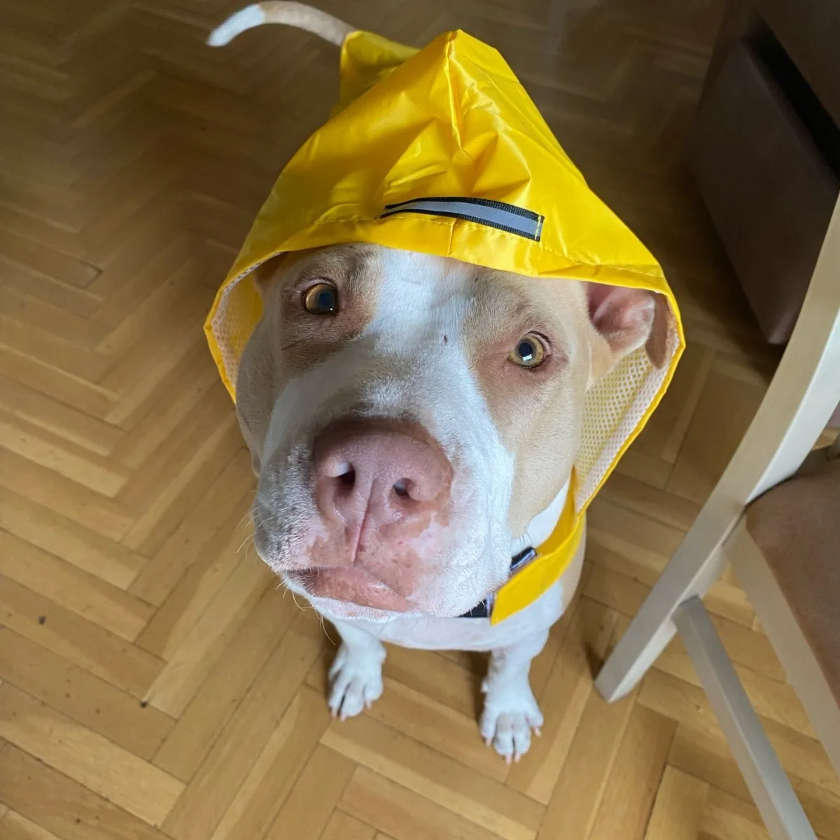 Imperméable imperméable pour chien, veste à capuche imperméable, poncho de pluie, vêtements de pluie pour animaux de compagnie avec rayure de