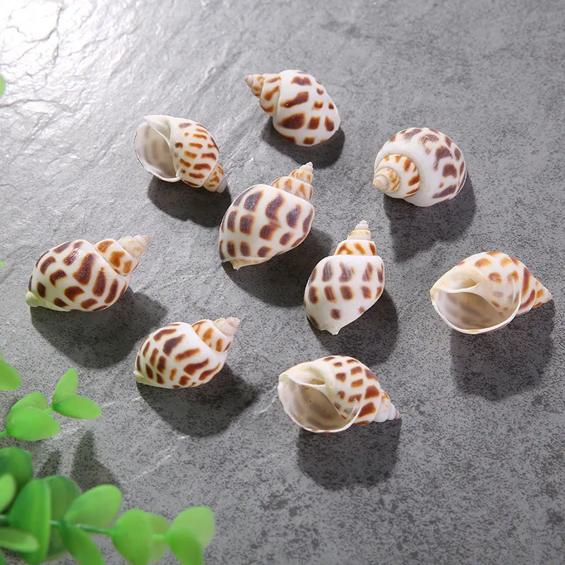 10pcs/lot Natural Ocean Flower Dongfeng Snail Sea Marine Snail Shell Ocean Decorative Fish Tank Aquarium Ornament