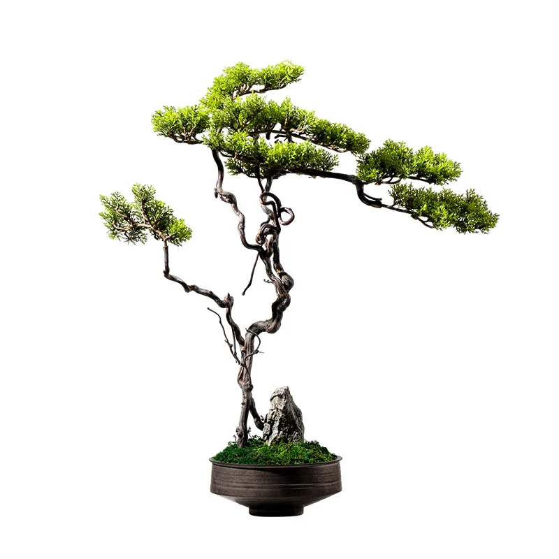 

бонсай моделирование сосновых зеленых растений, декоративные ландшафтные украшения у входе, горшечные растения в гостиной