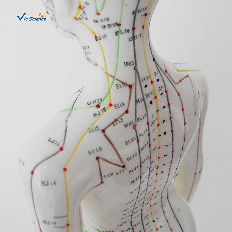 Acupuncture Model 48CM Female