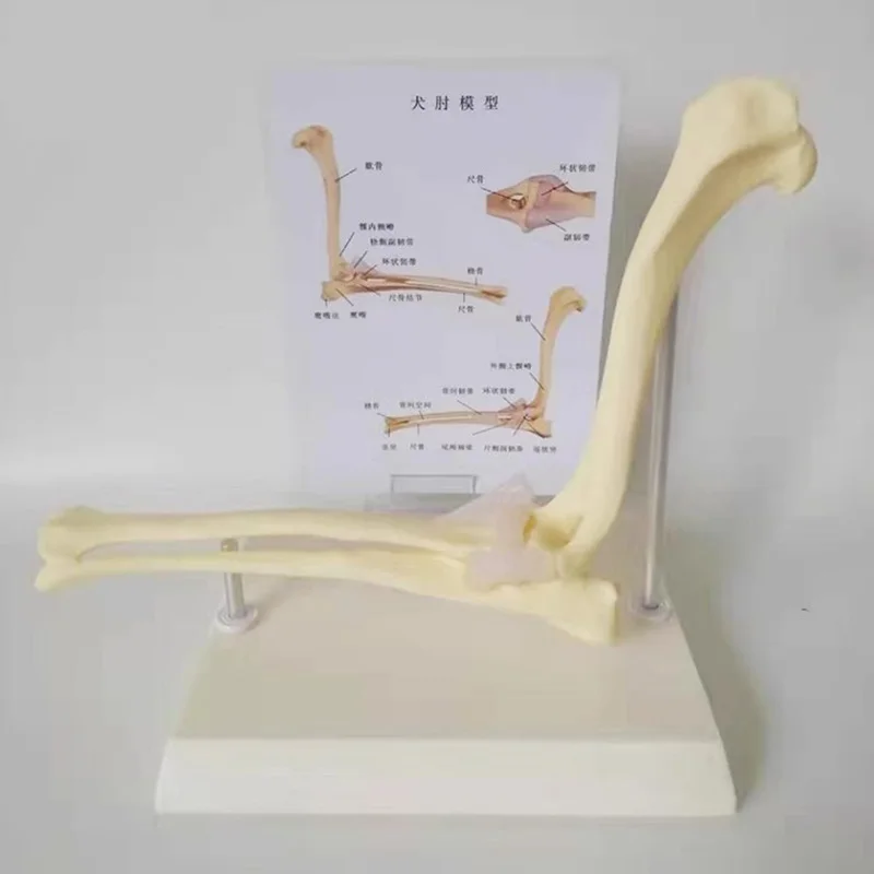 Dog Canine Elbow Joint Model Veterinary Teaching Research Animal Skeleton Anatomy Model Display