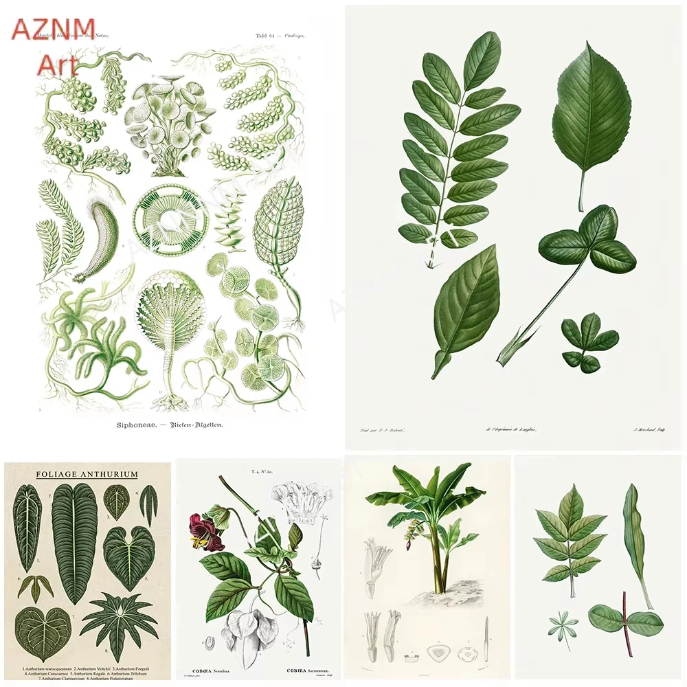 Modern Imitating Plant Notes Foliage Anthurium Plant Species Poster Prints Canvas Painting Wall Art Pictures Home Room Decor