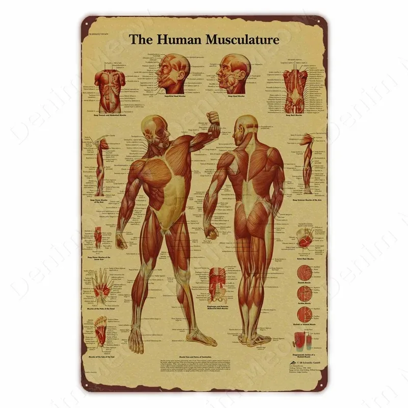 Anatomy and Physiology The Body Structure , Skeleton Poster, Vintage Room, Medical Decor, Wall Art Painting
