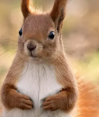 

BETAFPV Cetus Lite Kit / FPV Kit RC Quadcpoter 716-19000KV Brushed Motor 25mW VTX with BT2.0 300mAh 1S 75C Battery