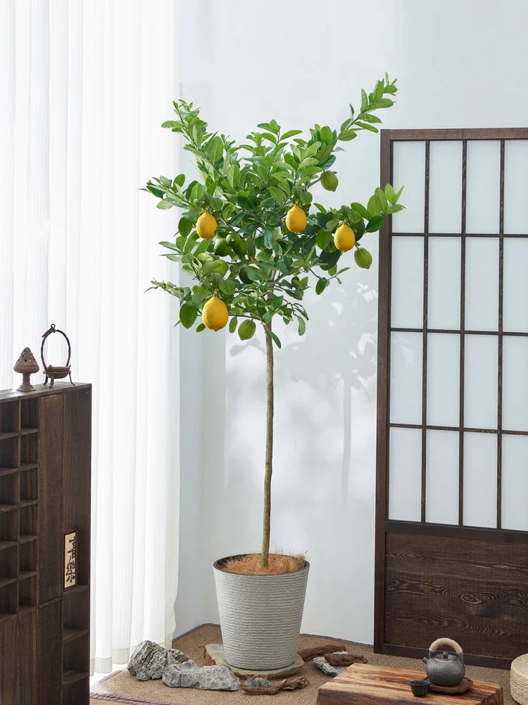 

Perfume Lemon Tree Potted Large Green Plant Indoor Balcony