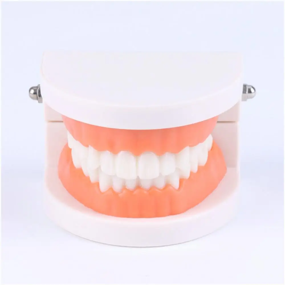 Study Demonstration Tool Nice 28 Immovable Teeth High Quality Silica Gel Educational Props Denture Model Tooth Models 20g