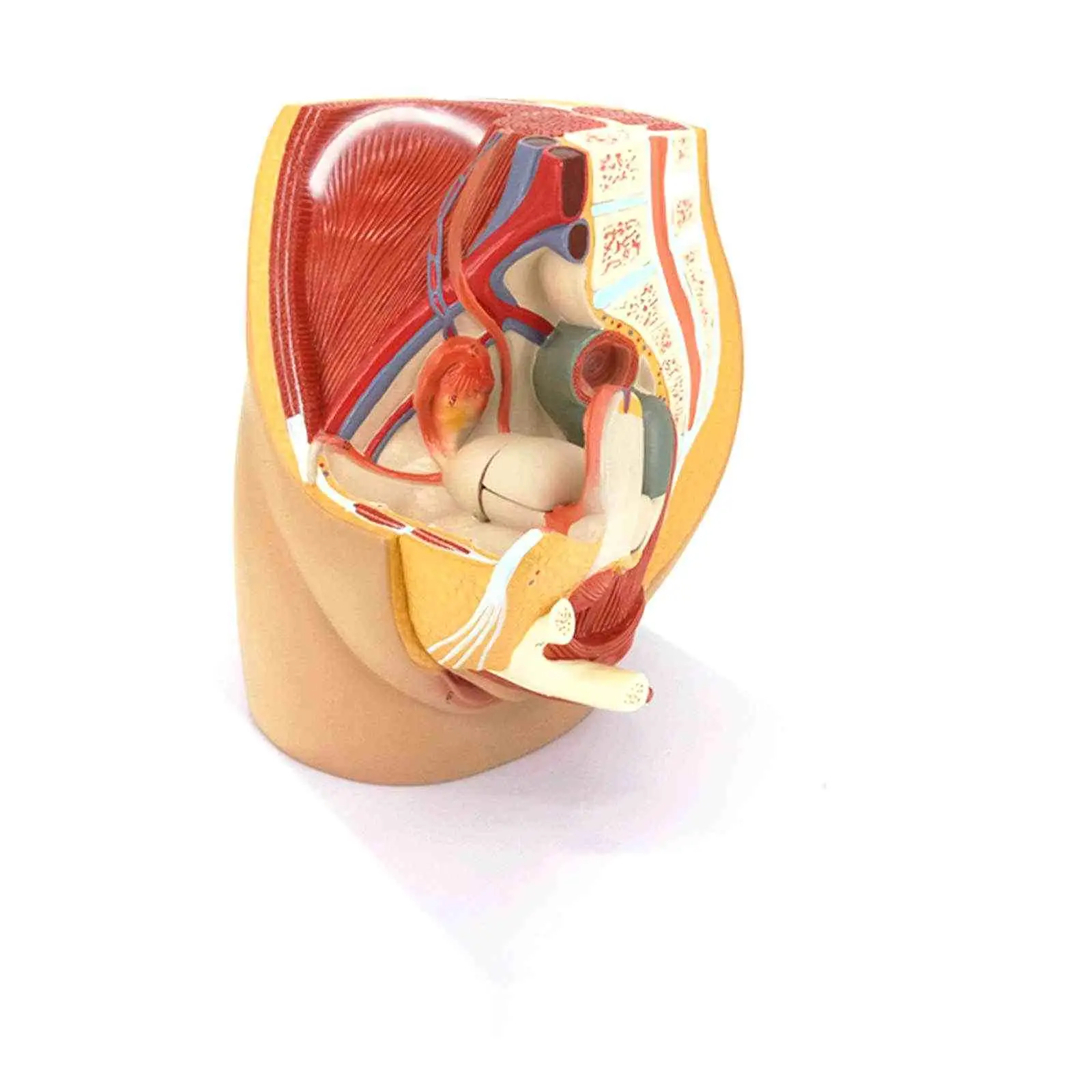 PVC Human Female Pelvic Section Anatomical Medical Model Pelvis Anatomy Genitourinary Uterine Gynecological