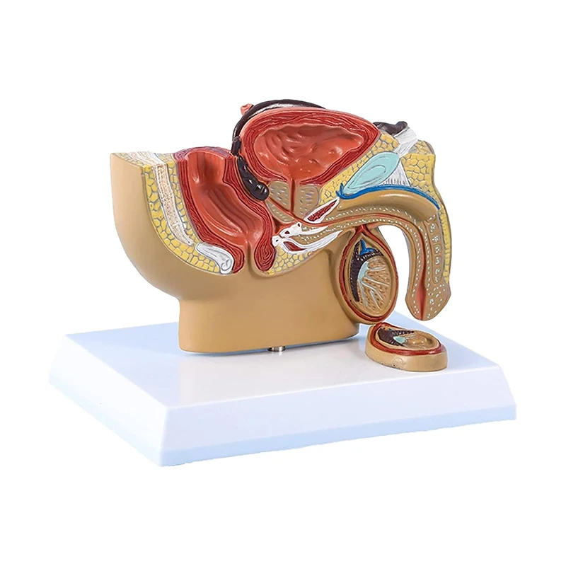 

Male Pelvic Cavity Sagittal Section Model Testicular Prostate Bladder Rectal Urinary System Model Teaching Anatomical Model