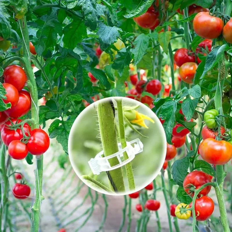 100-200pcs Plant Clips for Climbing Plants Tomato Clips for Hanging Plant Supports Plant Support Clips Hanging Plant Tool