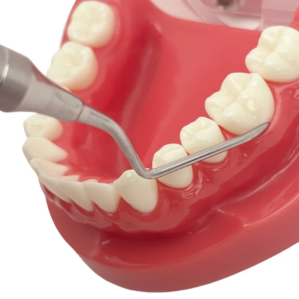 Ergonomic Stainless Steel Root Tip Elevator Optimized for Minimal Tissue Trauma During Complex Extractions and Socket Preservati