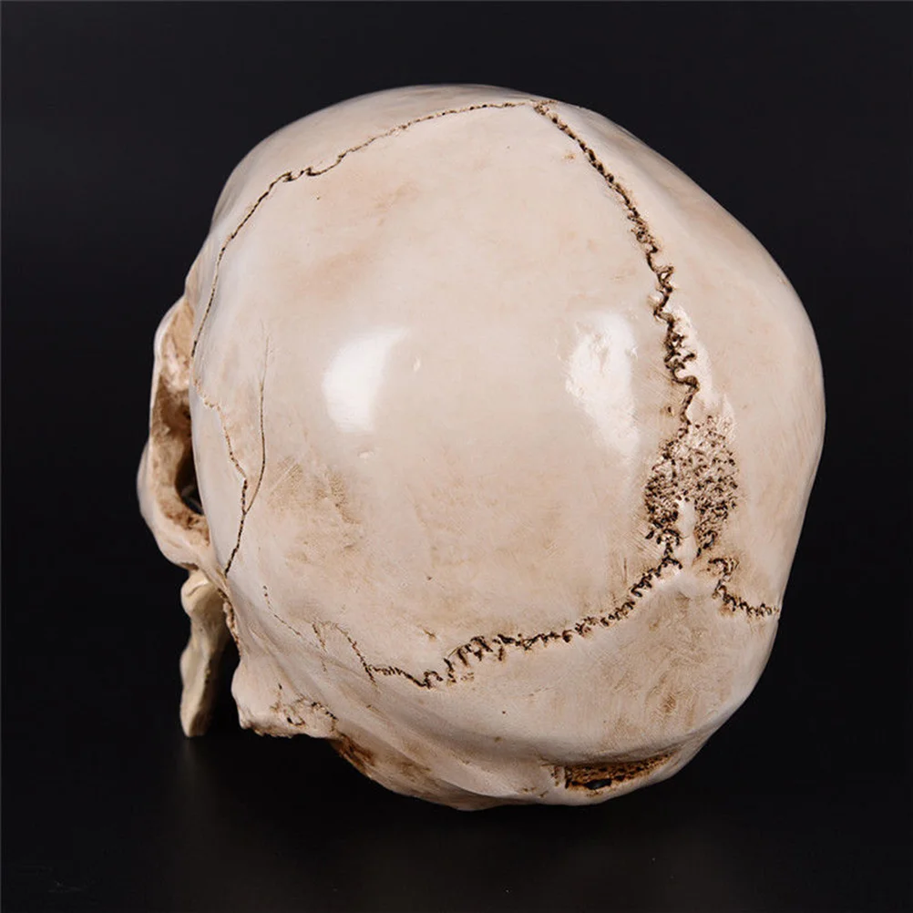 Human Skull Model for Medical Resin Neck Anatomical and Tracing Use Halloween Decoration