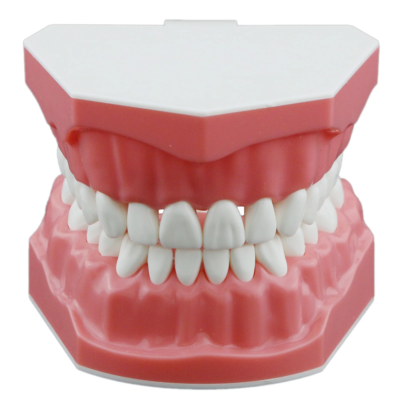 Dental Teeth Model Typodont Demonstration Denture Kids Brush Teeth Dental Supplies Teaching Studying Standard Size