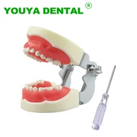 Modelo Dental infantil con 24 Uds. De dientes extraíbles, modelo de dientes de resina, práctica de enseñanza, modelo de mandíbula de dientes de goma, herramienta de demostración de dentista