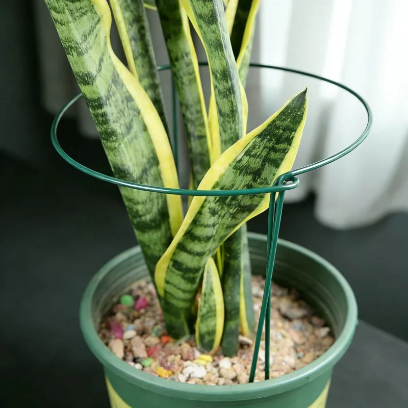 6-12 unidades de soporte metálico semicircular para plantas de 35 cm, para jardinería interior, soporte para peonías, rábanos verdes y plantas en maceta, anillo de fijación