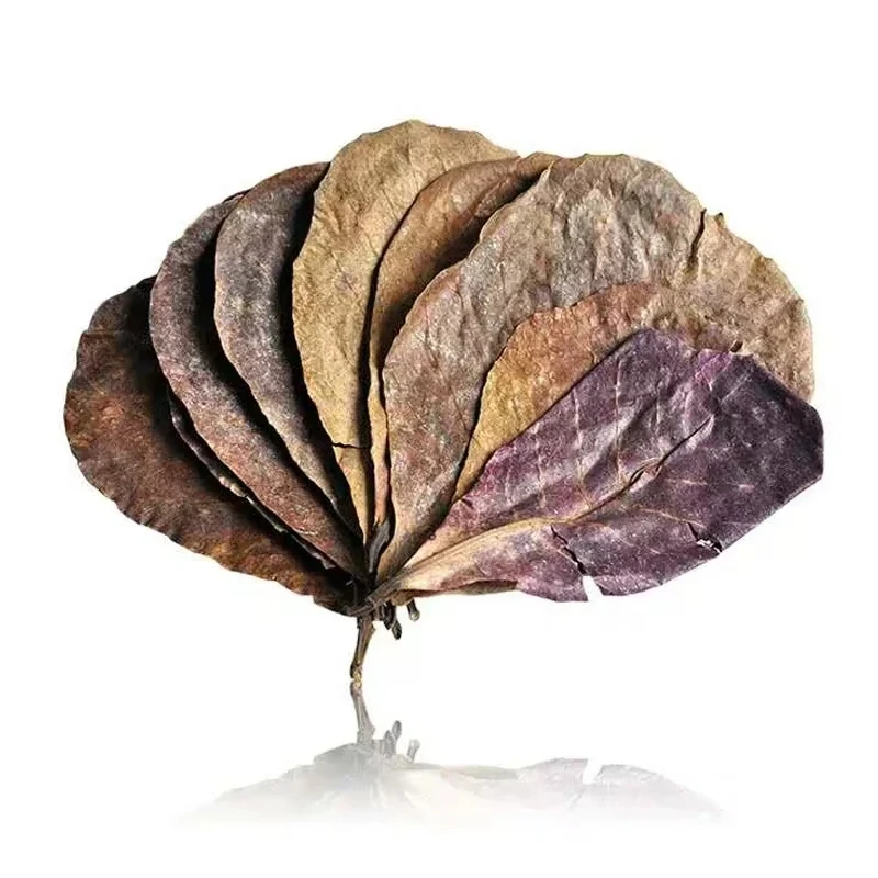 Hojas Naturales de Terminalia Catappa Foetida (Hojas de Almendro de Isla) para Tratamiento de Limpieza de Peces en Acuarios, Envío Directo