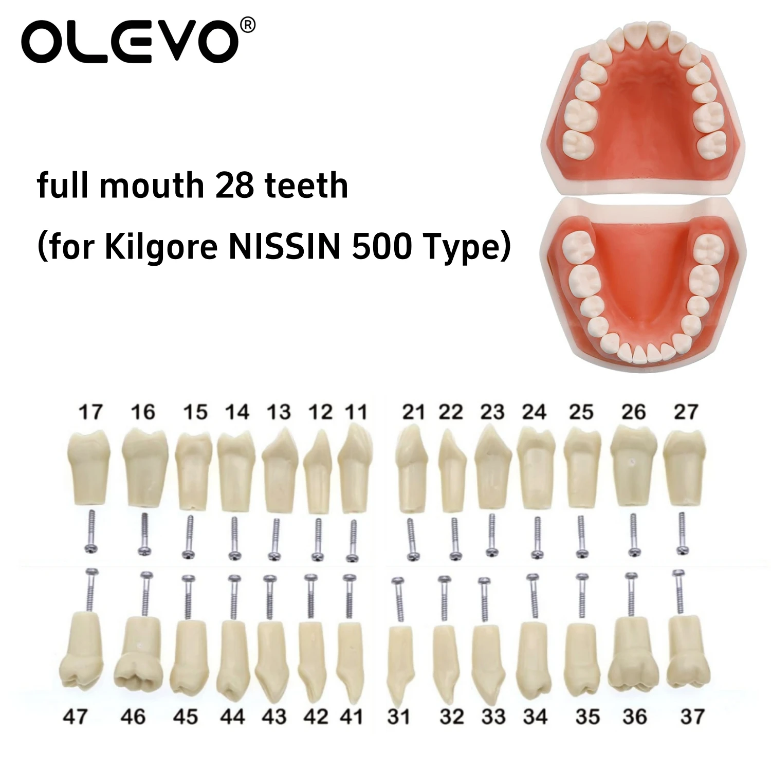 Dental Teeth Model Typodont Replacement Screw-in Resin Denture fit NISSIN 500 Type/200 Type Dentistry Training Practice Models