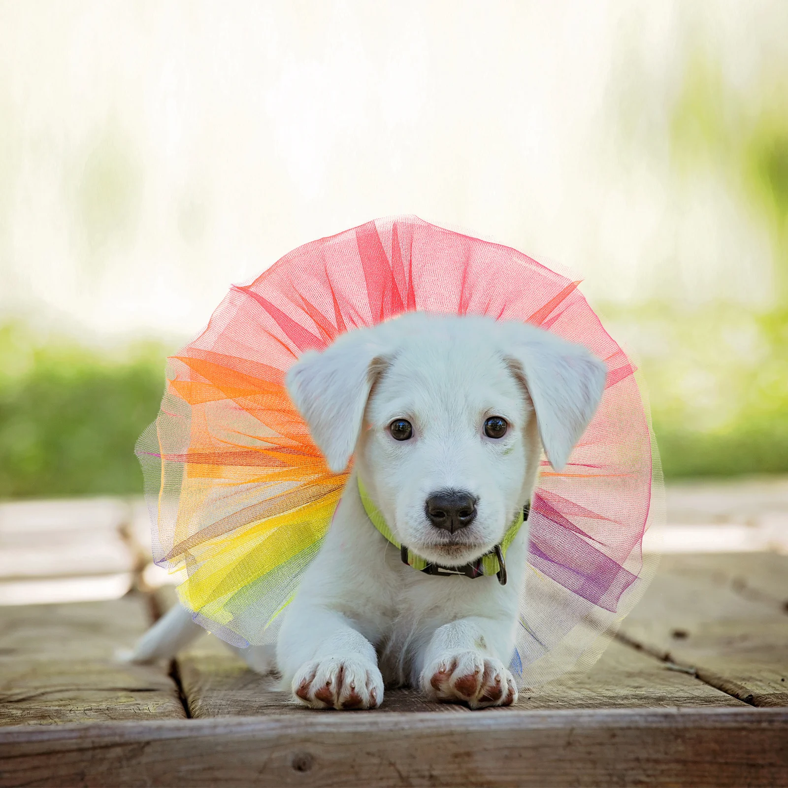 

Rainbow Dog Tutu Dress Colorful Rainbow Puppy Skirt Small Dog Clothes Wedding Party Collar Puppy Dress Tutu Pet Clothes