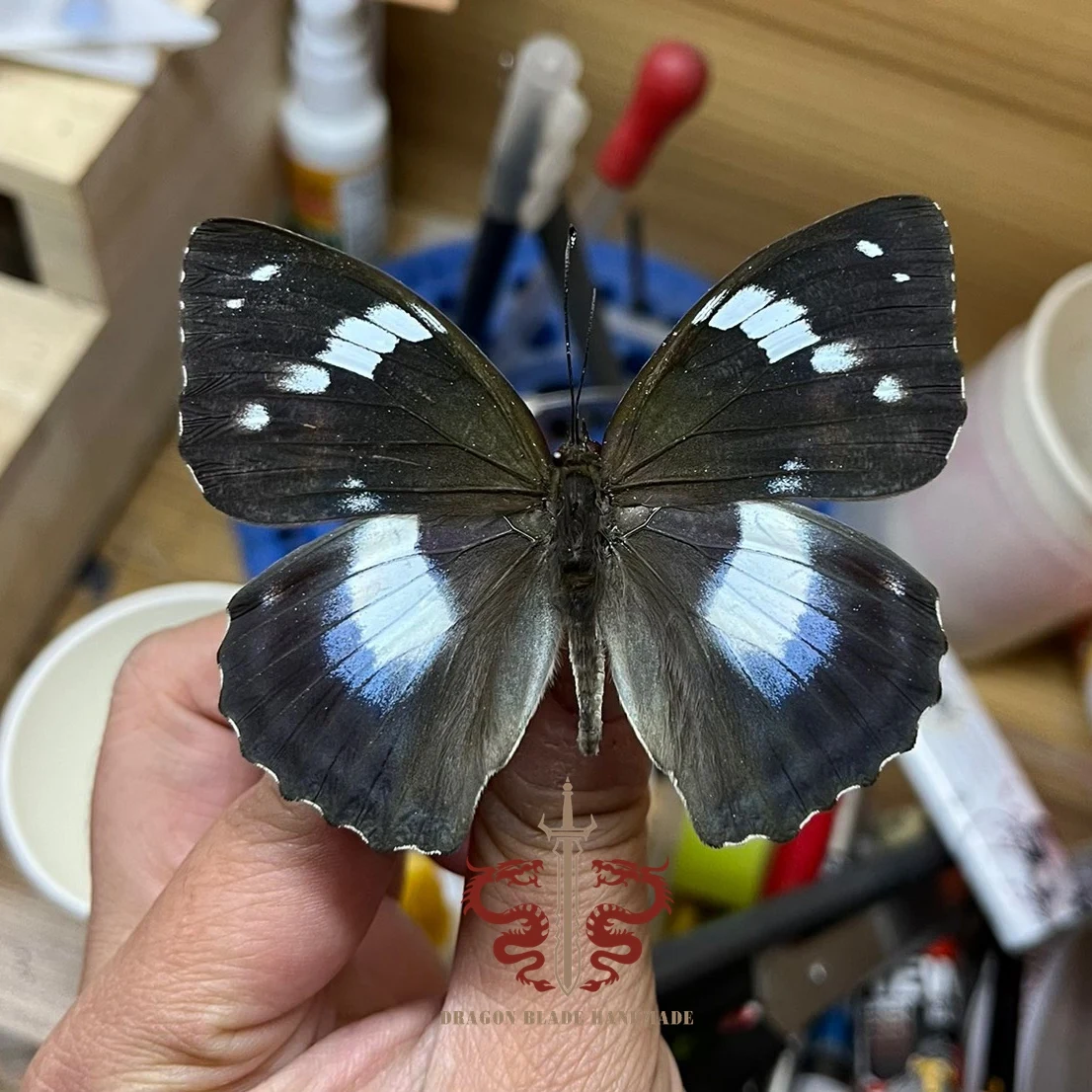 Butterfly ornament Mimathyma schrenckii, 1pc wings spread A1/A- high quality, Decorative Display Collection Gifts