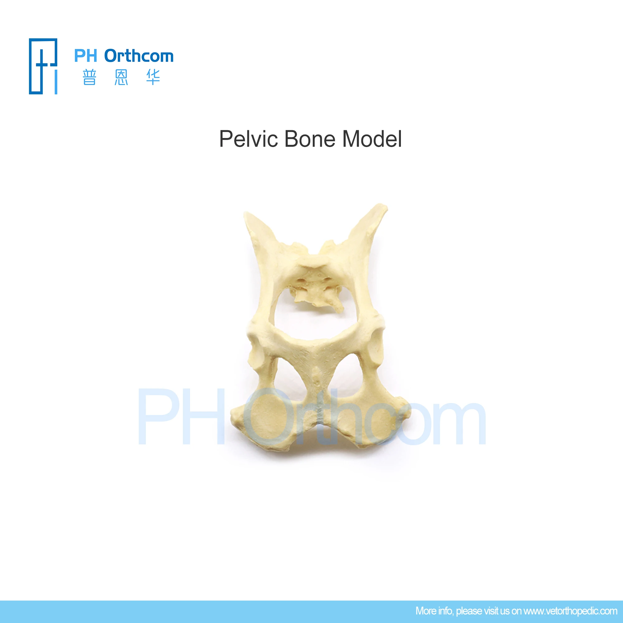 Orthopedic Pelvic Bone Model Education Pets Medical Supplies and Equipment Instruments