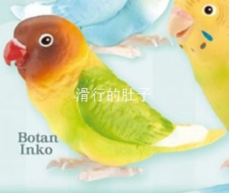 [재고 있음] 일본 샤인-G 긴 꼬리 앵무새 '귀여운 삶' 피규어 - 가샤폰 수집품 Decorb 사랑스러운 새 테마 장난감